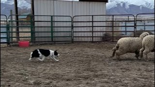 Kit the Border Collie puppy training update by BWR Stockdog Training 446 views 3 months ago 1 minute, 21 seconds