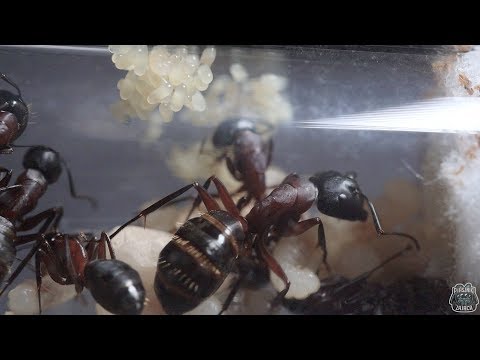 Wideo: Największa Mrówka Na świecie - Alternatywny Widok