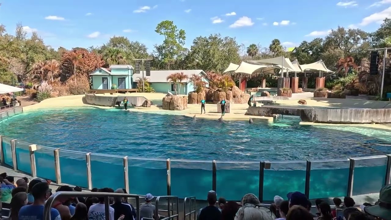 SeaWorld full Dolphin Show February 2026