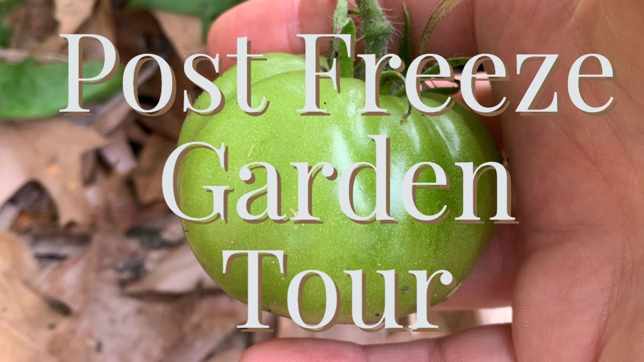 Download Post Freeze Garden Tour/  My Tomatoes Survived the Ice Storm!!  Zone 9 / Square Foot Garden
