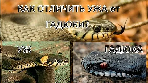 Как отличить ужа от гадюки?