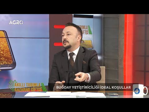 Buğday Yetiştiriciliği İdeal Koşullar