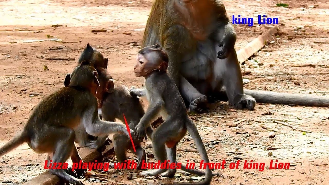 petco hours Aha! Very Funny angle baby Lizza runs to play with buddies in front of king Lion with frightening.