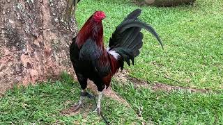 Mclean Hatch