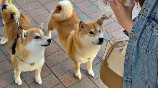 Shiba Inu found her long-lost brother (?)