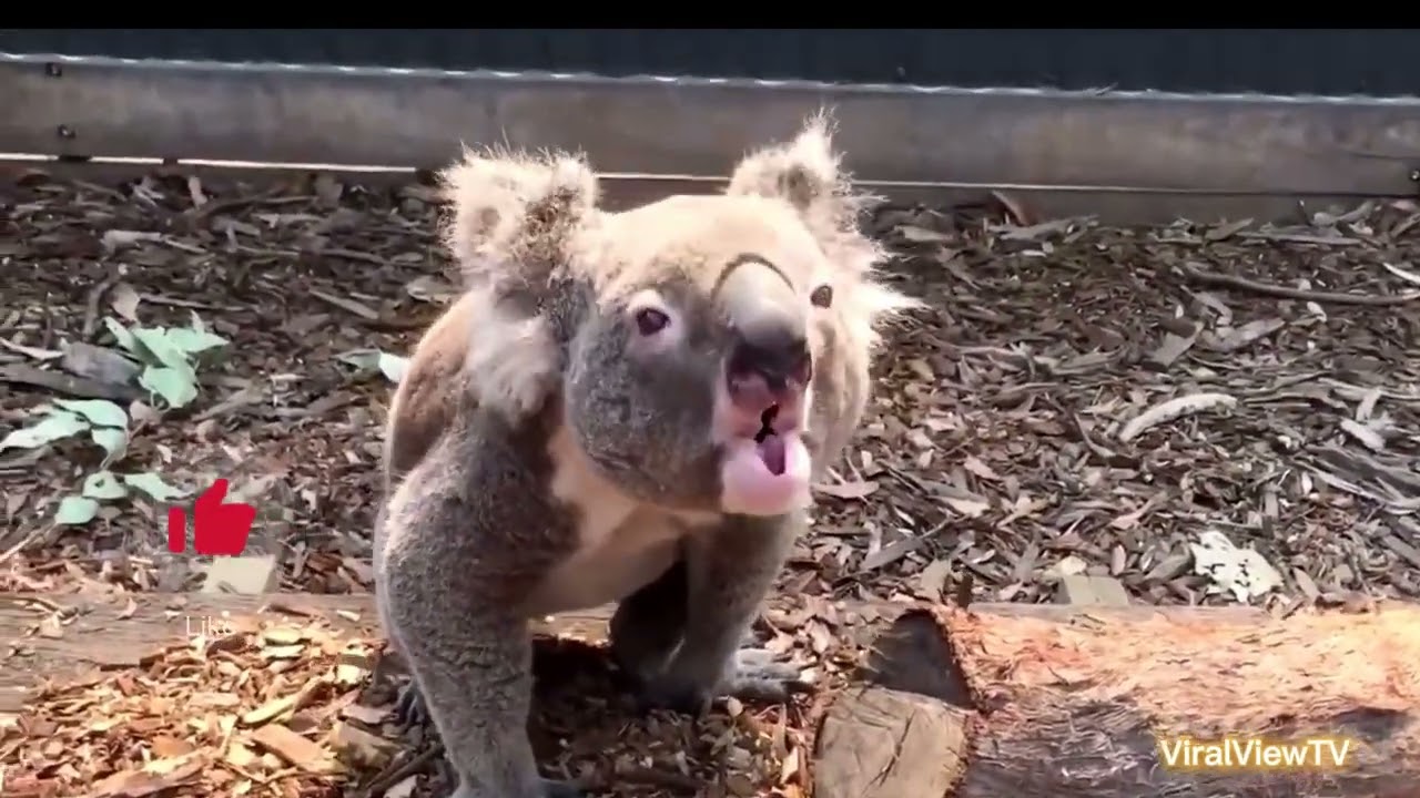 Top Viral Videos of All Time: Guaranteed to Make You Laugh PART 2