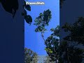 Professional Arborist Technique for Safe Backyard Tree Removal #process #worker #treeremoval