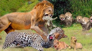 How Painful ... Mother Cheetah Cried When Lion Took Her Baby - Cheetah Protect Cub
