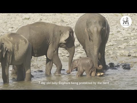 Funny, cute baby elephant being protected by herd | Gypsy Tiger