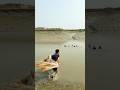 fisherman hunting ducks ❤️✌️ #viralvideo #viralvideo #nature #foryou #frontsite #duckhunting #shorts