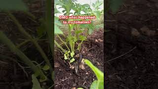 #tomato #viral #shortvideo #shorts I’m #usa #pinoy #europe