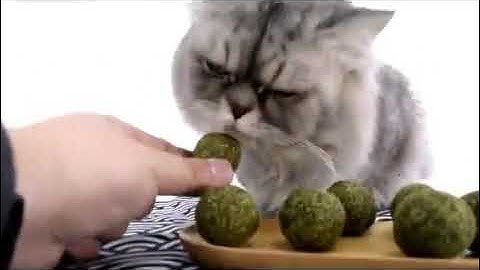 Catnip Ball Cat Mint Cat Nip Happy Cat Treats Makanan Kucing Mainan Kucing 猫薄荷球 磨牙 Cat Treats Pet Na
