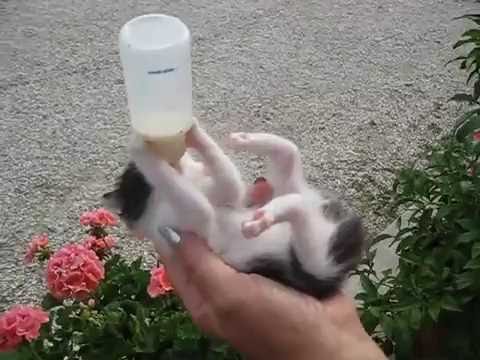 Video: Mit Der Flasche Gefütterte Kätzchen: Albträume Im Entstehen?