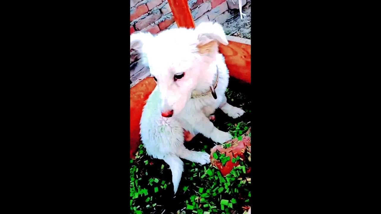 SHORTS Russian Puppy White Pista Dog True Friends White Puppies shorts-russian-puppy-white-pista-dog-true-friends-white-puppies