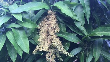 Phun Thuốc “Trội hột “ Xoài Cát Hoà Lộc/HUNGKHANHCHANNEL