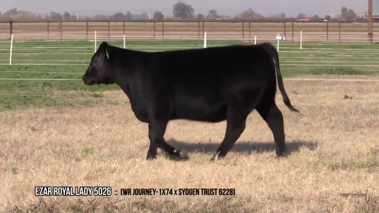 video editing software free WR Journey – 1X74 Daughter