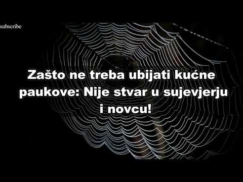 Video: Zašto Ne Možete Ubiti Pauke U Kući: Objektivni Razlozi I Znakovi O Zabrani