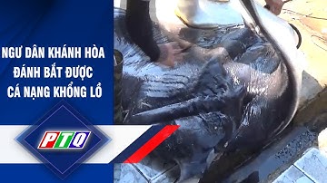 Ngư dân Khánh Hòa đánh bắt được cá nạng khổng lồ | PTQ