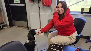Puppy Greater Swiss Mountain Dog Training  SWBOCES Animal Science