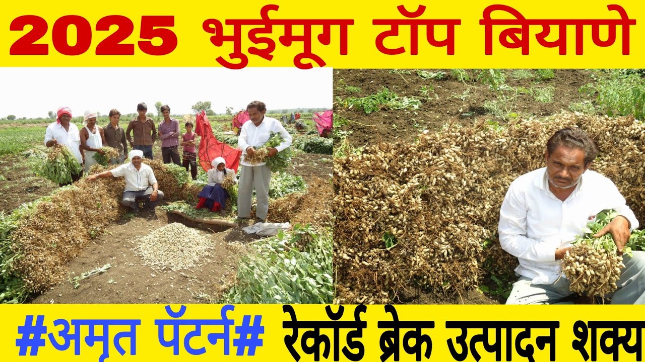 भुईमुग टॉप बियाणे |भुईमुग टॉप व्हरायटी | भुईमूग टॉप जाती |भुईमग टॉप वाण ...