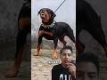 ¿esta el rottweiler al mismo nivel que el Dogo argentino? #youtubeshorts