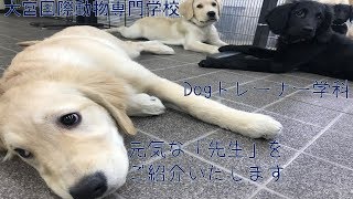 大宮国際動物専門学校 Dogトレーナー学科 元気な 先生 をご紹介いたします Youtube 大宮国際動物専門学校 Dogトレーナー学科 元気な 先生 をご紹介いたします Youtube