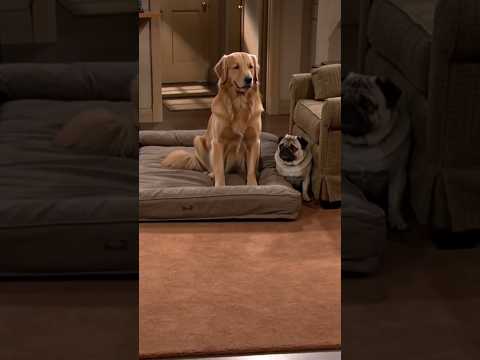 Chief & Champ: The Bed Delivery