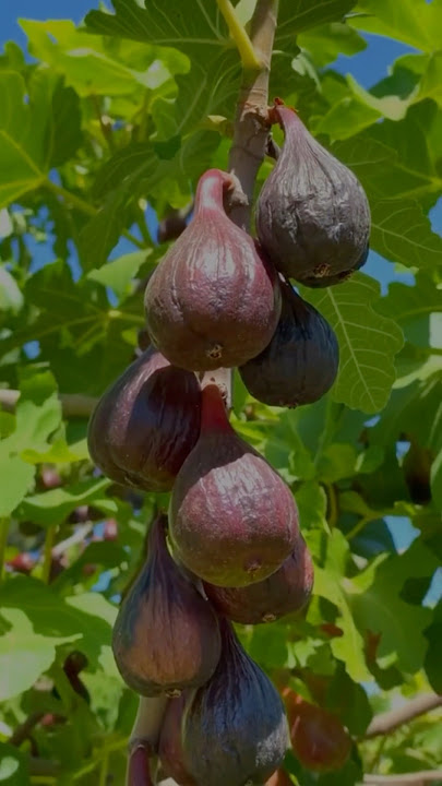 Ratusan jenis buah tin bisa tumbuh di indonesia