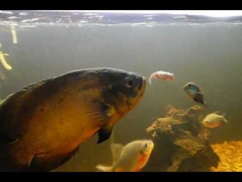 Oscar Cichlid Eats Rat - YouTube