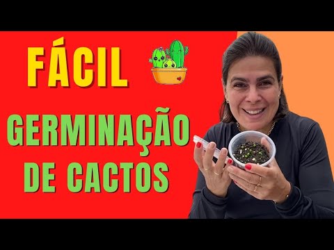 Vídeo: Germinação de sementes de cactos: aprenda como e quando plantar sementes de cactos