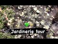 Jardinerie tour pisode 1 ceropegia woodii et hoya kerii 