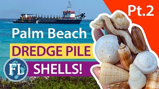 Palm Beach Dredge Pile Shelling, Pt. 2 #seashells #florida #palmbeach Virtual Shelling continued!