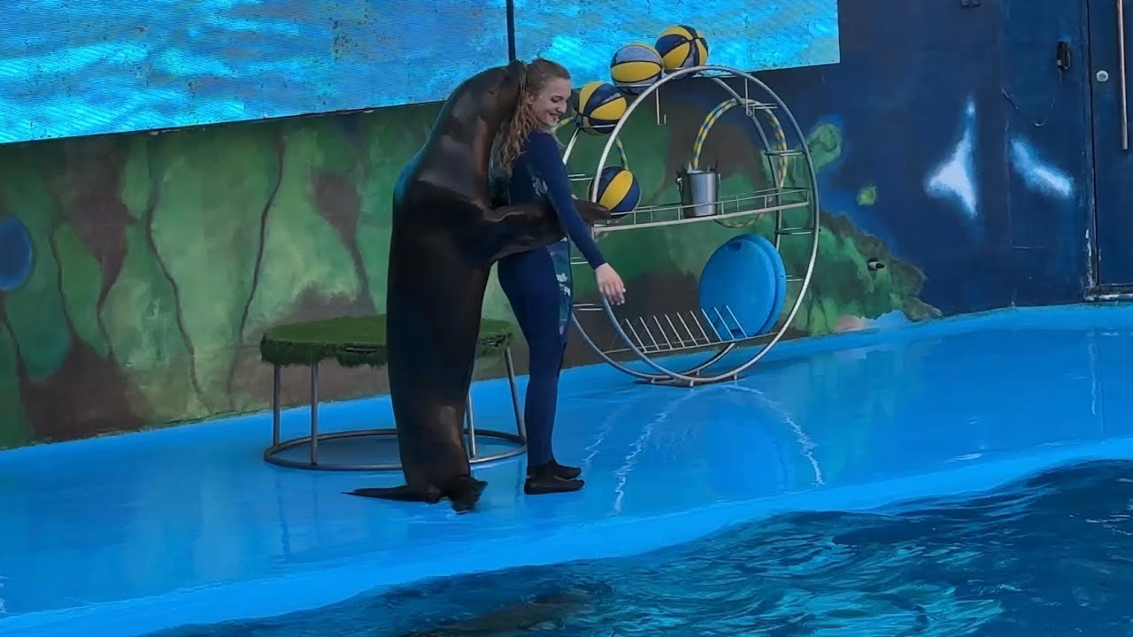 Sea Lion Love Story ❤️ Морские львы тоже хотят любви!