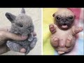 AWW SO CUTE! Cutest baby animals Videos Compilation Cute moment of the cutest Animals #01