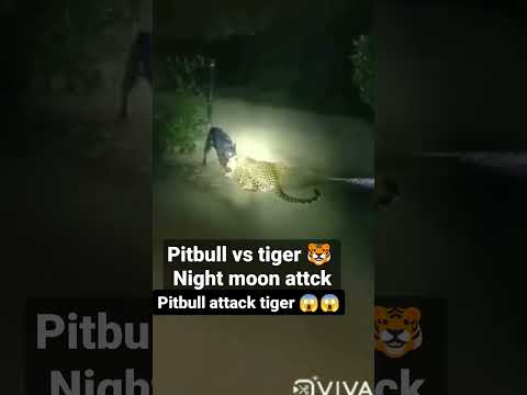 Leopard Vs Pitbull Fight Viral Shorts Short New Leopard Vs Pitbull Fight Kti Jhar