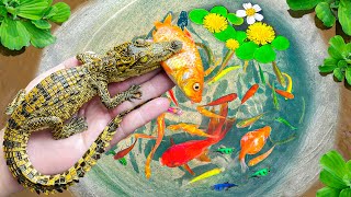 Most Amazing Hunt Crocodiles, Colorful Ornamental Fish, Koi Fish, Goldfish, Boesemani RainbowFish