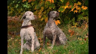 Jagdhund Braque du Bourbonnais Felicia und Emy vom Elstermann Hof Bewegung und Vorstehen