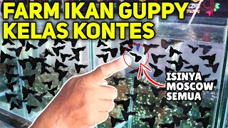 FARM IKAN GUPPY JURI KONTES isinya Sama Semua Khusus Guppy Moscow Tutorial Memilih Guppy Kontes