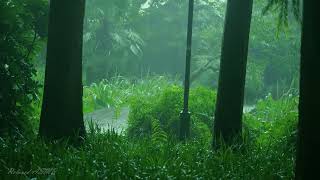Rain in the forest path（2）, forest wooden house, sleep, relax, meditate, study, work, ASMR