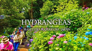 4K ASMR AMAZING BEAUTIFUL HYDRANGEAS Hasedera Japan Ambience Nature Sounds for Sleep,Study,Relax
