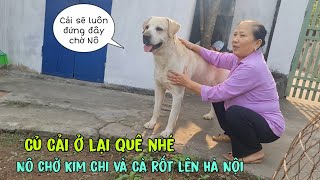 Củ Cải ở lại quê với bà nhé, Nô chở Kim Chi và Cà Rốt lên Hà Nội bằng xe máy