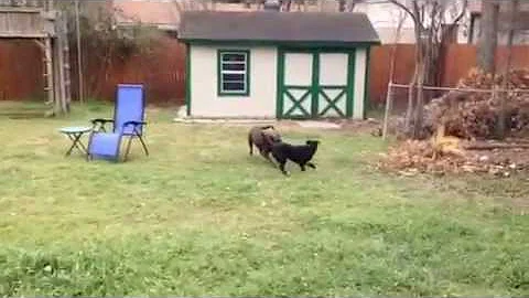 Ramona the Border Collie vs 2 Labs