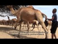 The Kharai Camels: Amazing Camel Breed of India