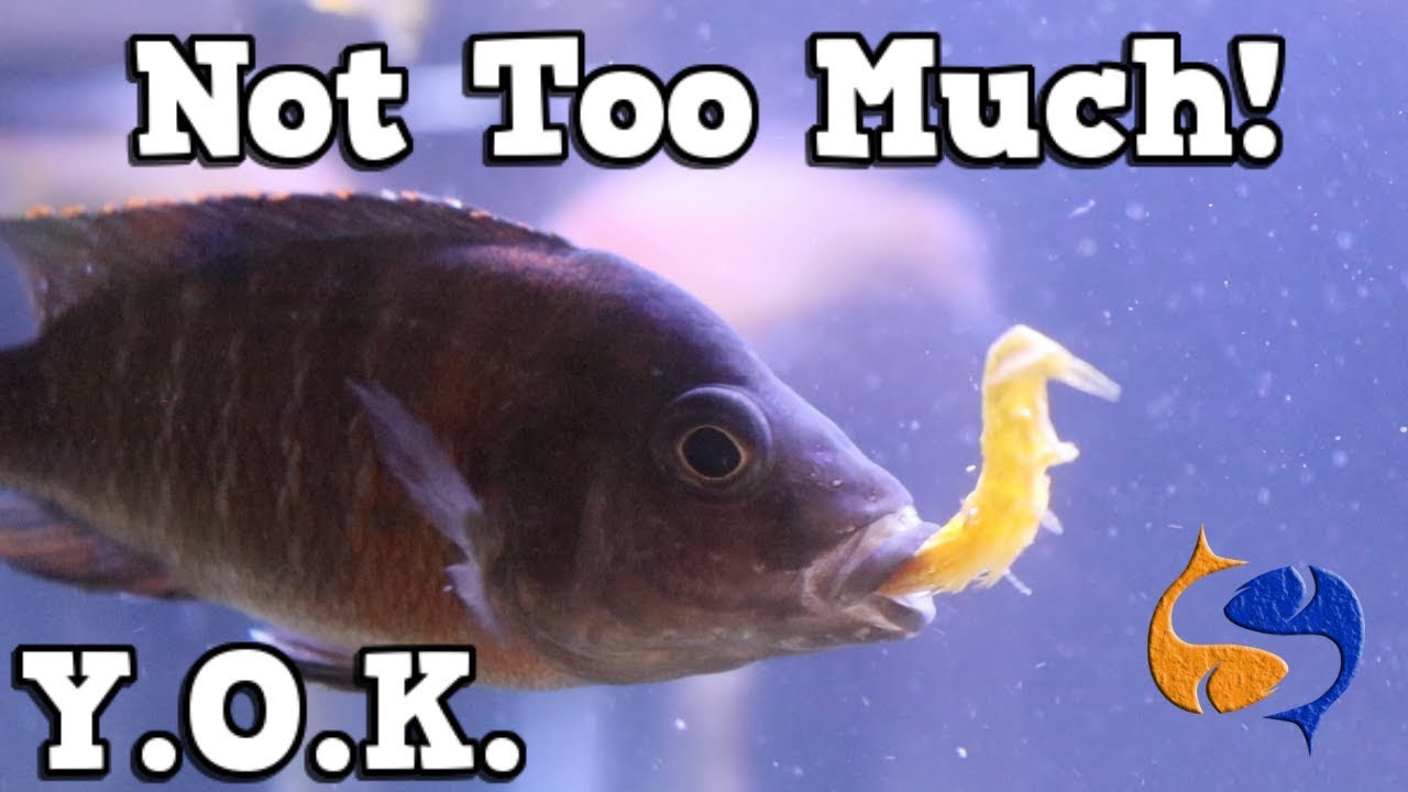 Don t Over Feed Your Fish But Why You Oughta Know Over Feeding Kills 