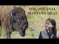 The Taste of Montana Podcast - Bison: The Original Montana Meat - Episode 2