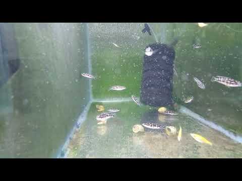 Кормление науплиями артемии. Юлидохромис транскриптус (Julidochromis transcriptus)