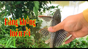 Câu Cá Tra Sông | Cá Rô Đồng - Mè Vinh Ở Miền Tây Cá Ăn Giật Liên Tục | Fishing