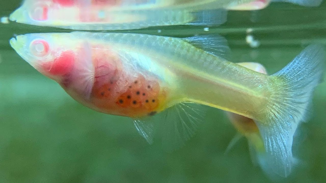 TANDA-TANDA IKAN GUPPY MAU MELAHIRKAN, PENANGANAN TEPAT AGAR TIDAK MATI