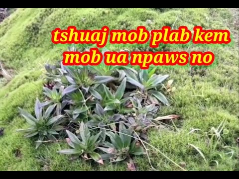 Video: Ua Npaws Ncauj Hauv Plab