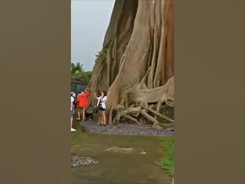 Гигантское хлопковое дерево на Бали - YouTube